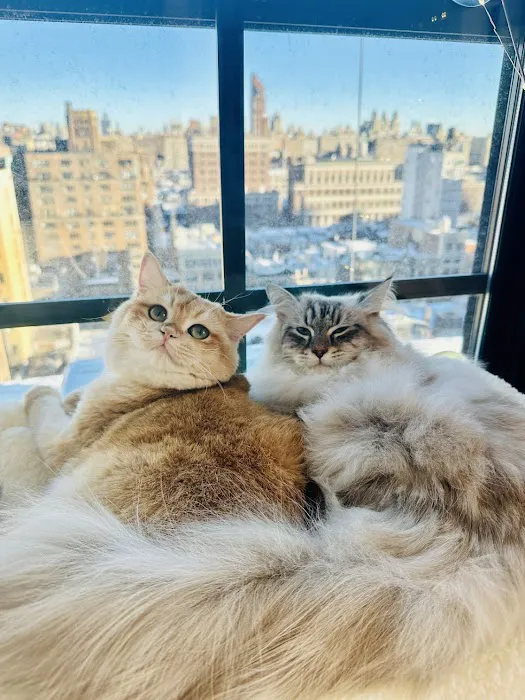 New York Cat Hospital Picture 6