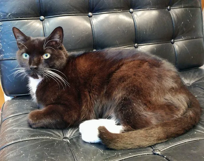 New York Cat Hospital Picture 3