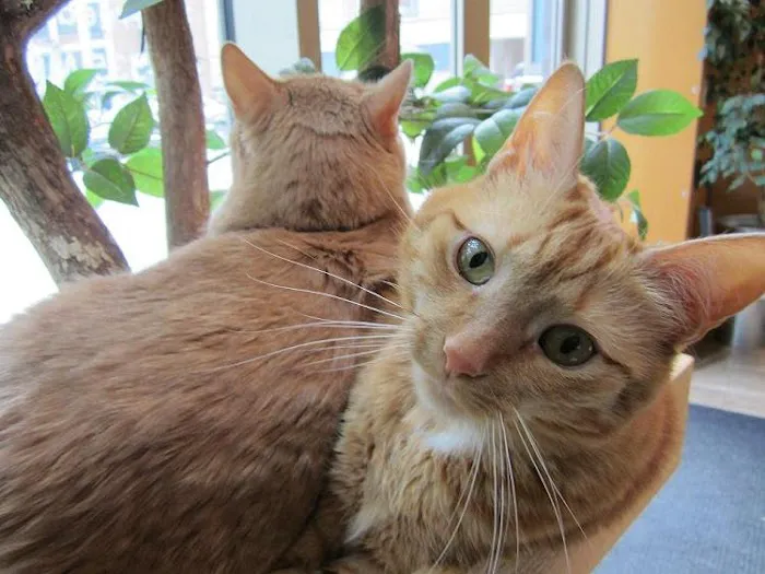 New York Cat Hospital Picture 4