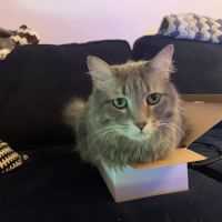 New York Cat Hospital ico