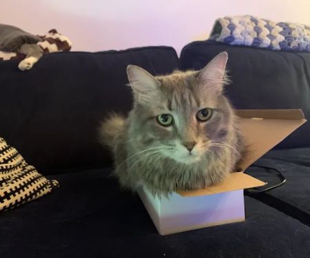 New York Cat Hospital