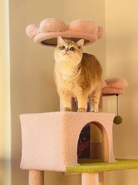 New York Cat Hospital Picture 7