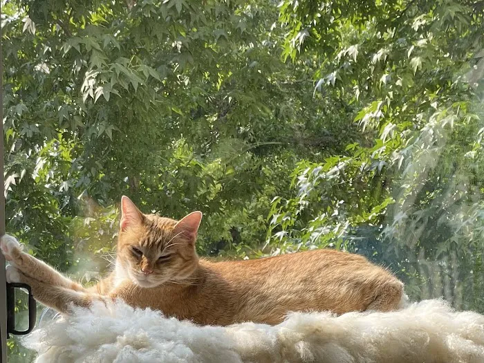 New York Cat Hospital Picture 8