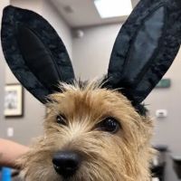 Hudson Animal Hospital ico