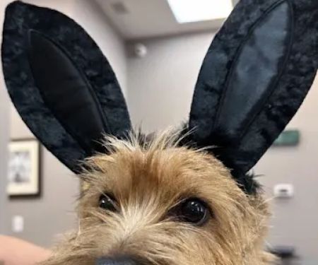 Hudson Animal Hospital