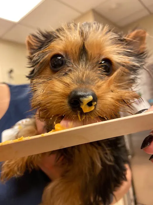 Heart of Chelsea Veterinary Group - Hell's Kitchen Picture 8