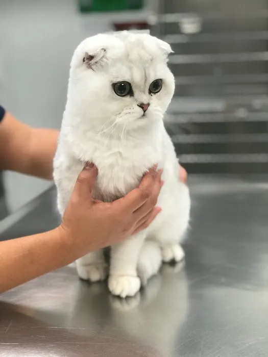Heart of Chelsea Veterinary Group - Hell's Kitchen Picture 2
