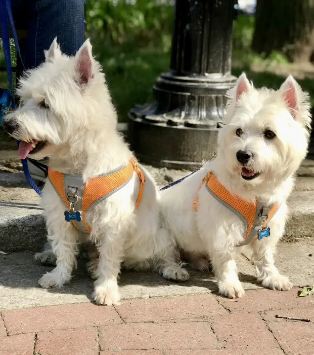 PetVax - At-Home Pet Vaccination Service Picture 9