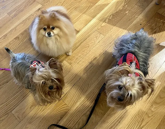 PetVax - At-Home Pet Vaccination Service Picture 4