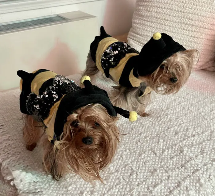 PetVax - At-Home Pet Vaccination Service Picture 5