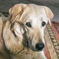 Veterinary Eye Center of New York City (Hell's Kitchen) ico
