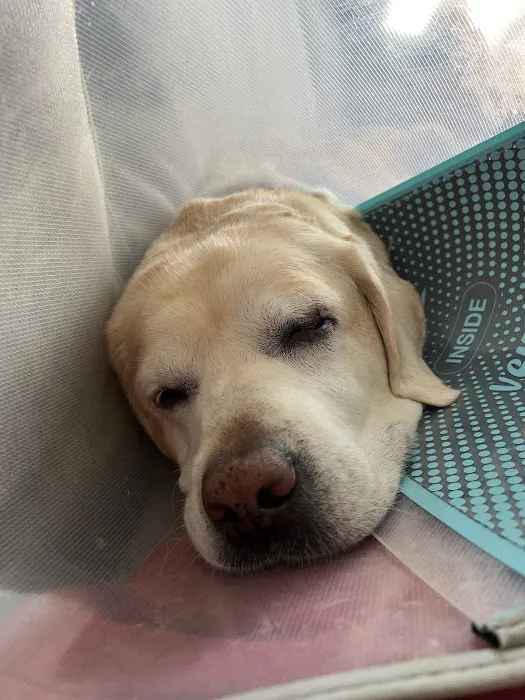 Veterinary Eye Center of New York City (Hell's Kitchen) Picture 9