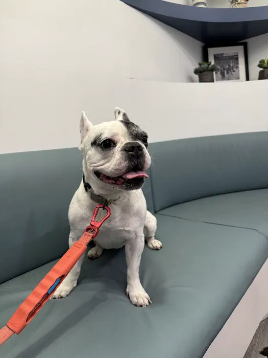 Veterinary Eye Center of New York City (Hell's Kitchen) Picture 2