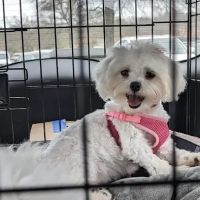 Petco ico