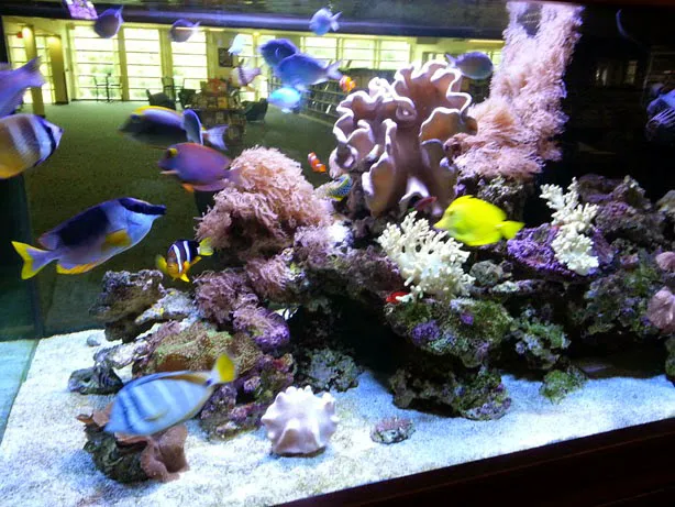 Aquatic Creations Group Inc Picture 7