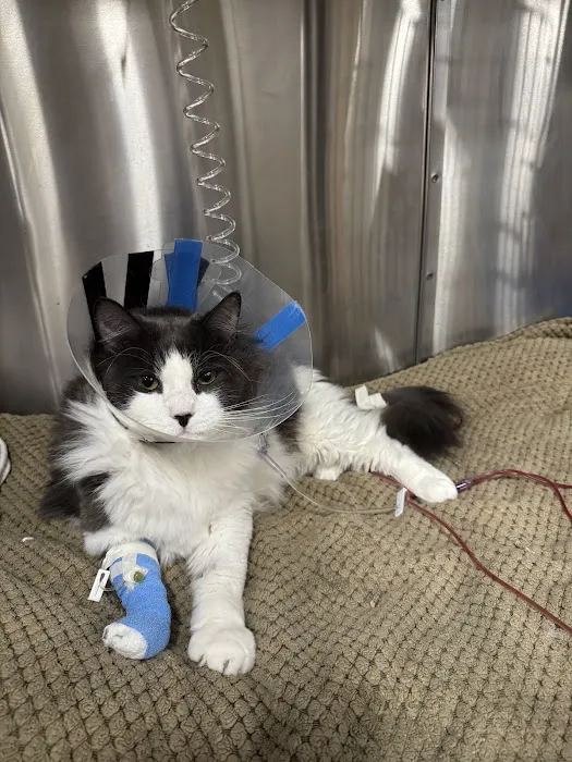BluePearl Pet Hospital Picture 2