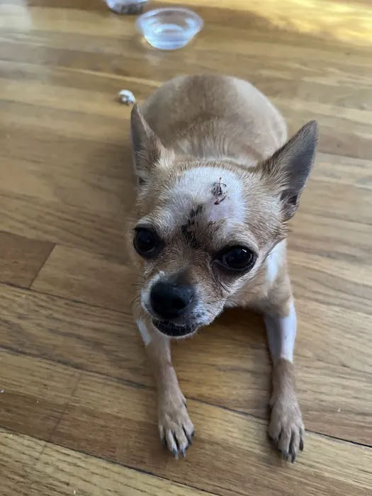 BluePearl Pet Hospital Picture 6