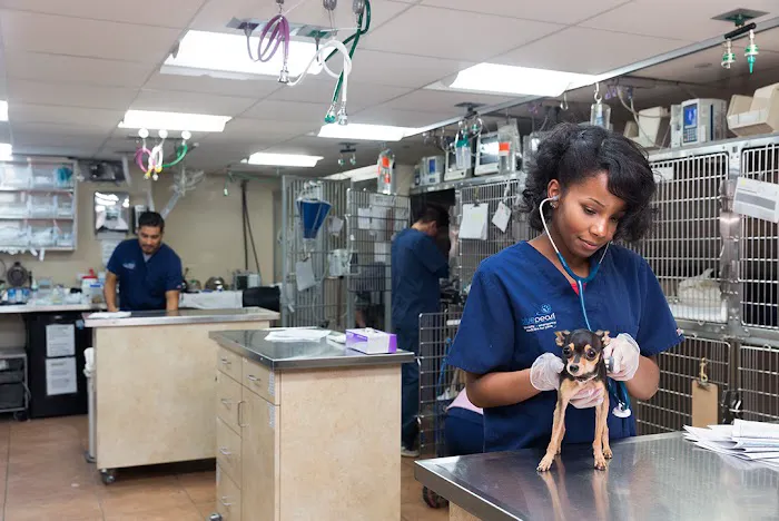 BluePearl Pet Hospital Picture 3