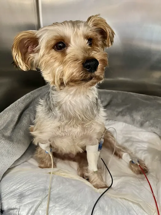 BluePearl Pet Hospital Picture 5