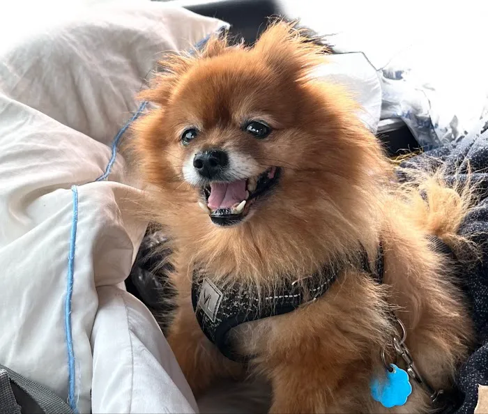 BluePearl Pet Hospital Picture 9