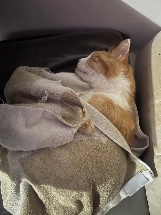 BluePearl Pet Hospital Picture 4