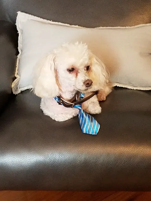BluePearl Pet Hospital Picture 7