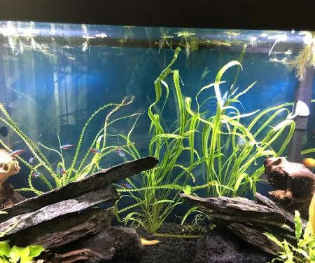 Aquascapes Aquarium Maintenance