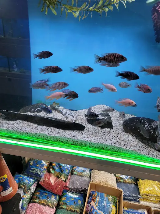 The Fish Room Picture 6