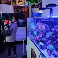 The Fish Room ico