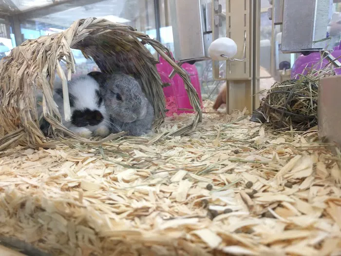 Pet Supermarket Picture 3