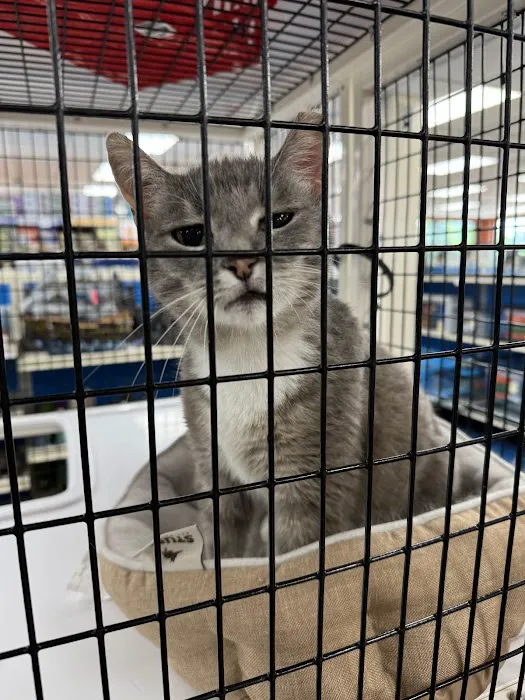 Pet Supermarket Picture 4