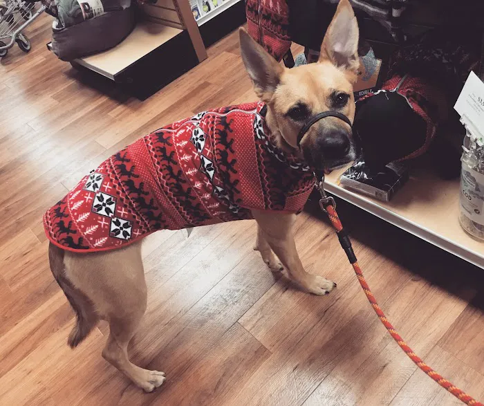Pet Supermarket Picture 5