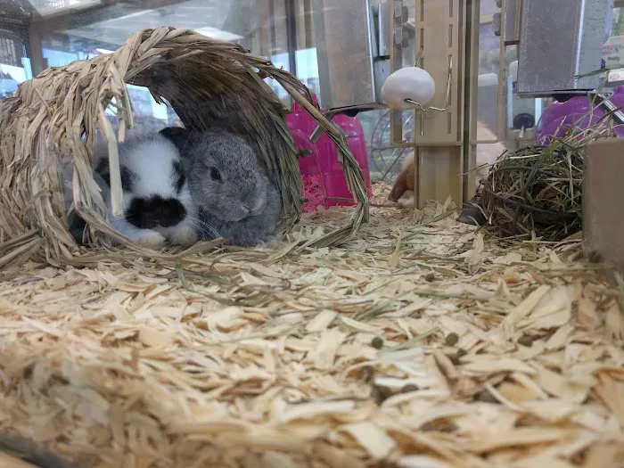 Pet Supermarket Picture 7