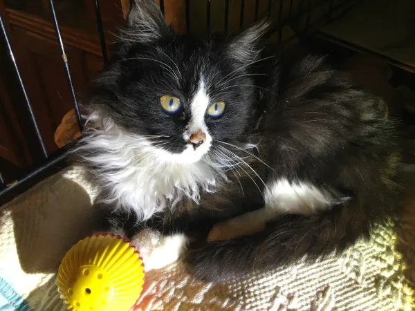 Gotham Animal Clinic Picture 4