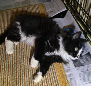 Gotham Animal Clinic Picture 3