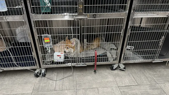 VEG ER for Pets Picture 2