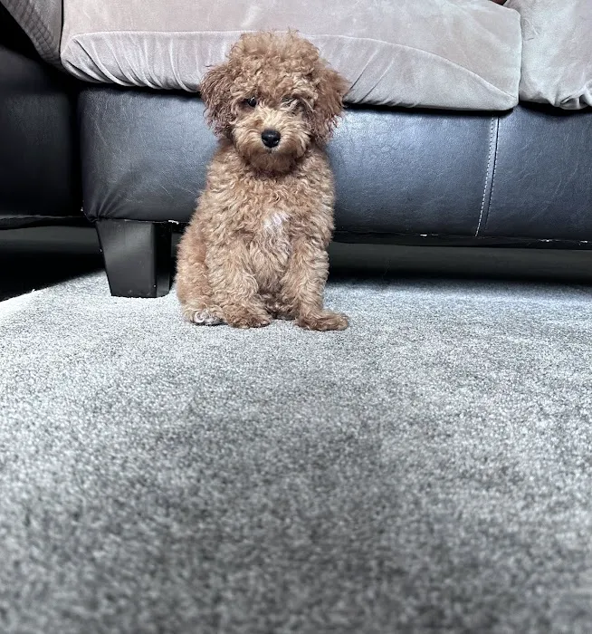 Superstar Puppies For Sale Raleigh Picture 3