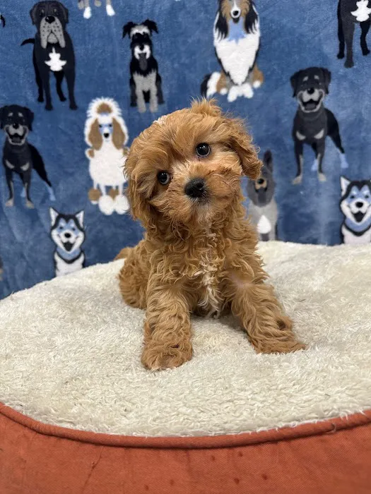 Superstar Puppies For Sale Raleigh Picture 5