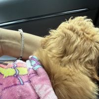 Superstar Puppies For Sale Raleigh ico