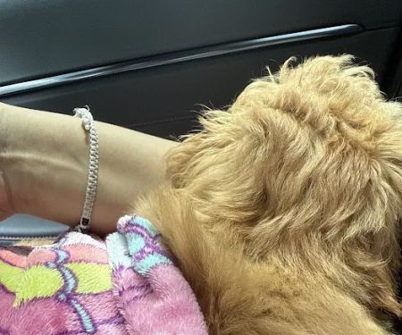 Superstar Puppies For Sale Raleigh