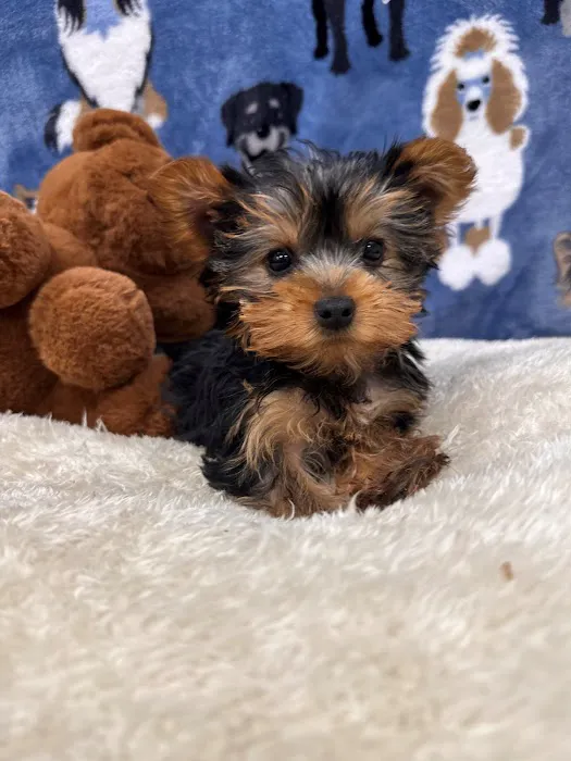 Superstar Puppies For Sale Raleigh Picture 6