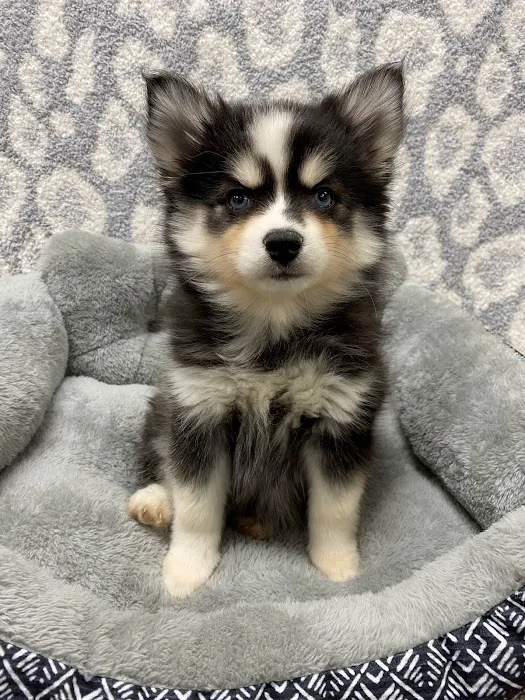 Superstar Puppies For Sale Raleigh Picture 4