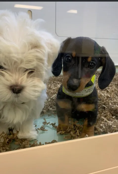 Superstar Puppies For Sale Raleigh Picture 10