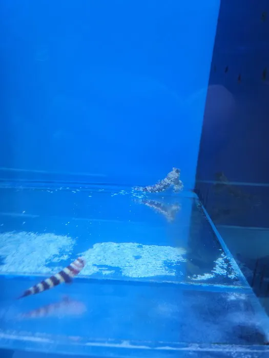 Fintastic Aquariums of Wake County Inc Picture 2