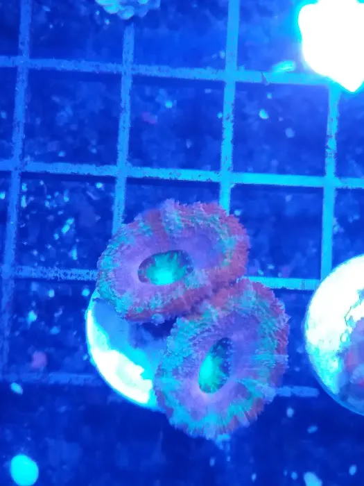 Fintastic Aquariums of Wake County Inc Picture 4