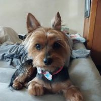 Murray Hill Pet Hospital ico