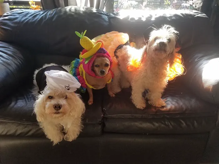 Murray Hill Pet Hospital Picture 9