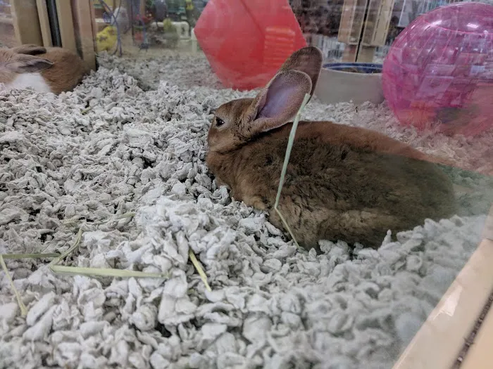 Pet Supermarket Picture 3