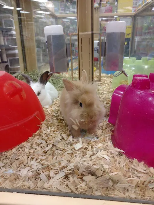 Pet Supermarket Picture 4