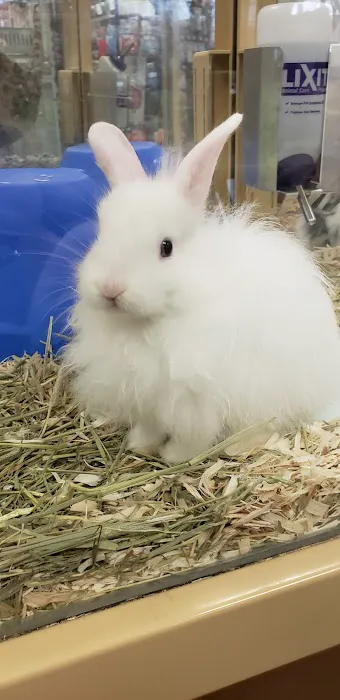 Pet Supermarket Picture 5